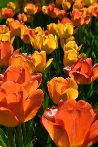 Blommor och gröna växter